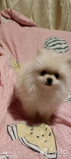 Щенки шпица