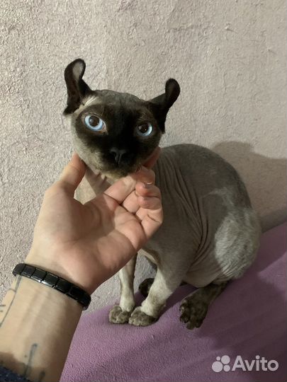 Кот сфинкс эльф