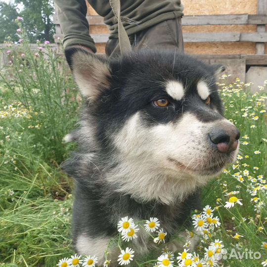 Аляскинский маламут, метис, сука