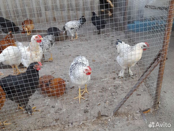 Молодые петушки