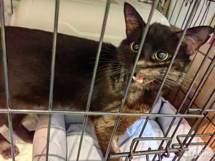 Котенок котята кот кошка в добрые руки