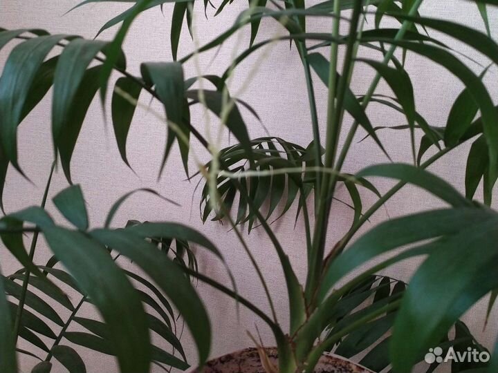 Хамедорея комнатные домашние растения