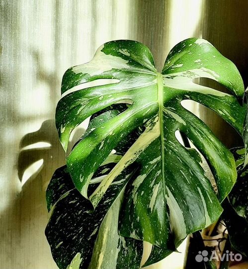 Monstera Thai constellation