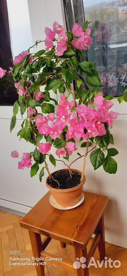 Бугенвиллия