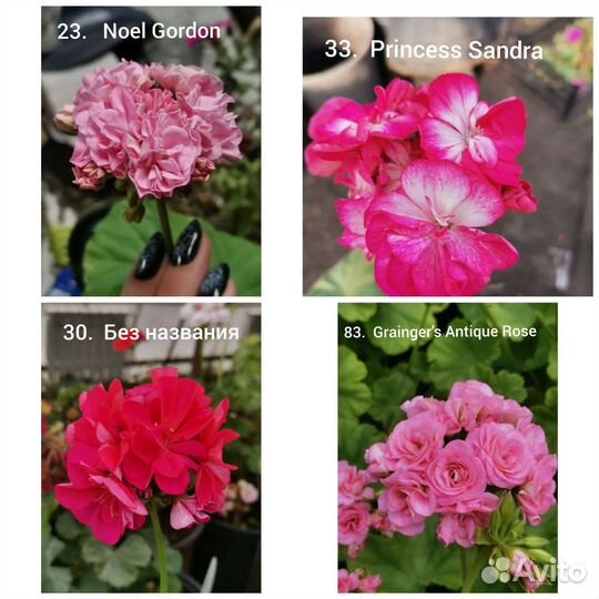 Пеларгония герань