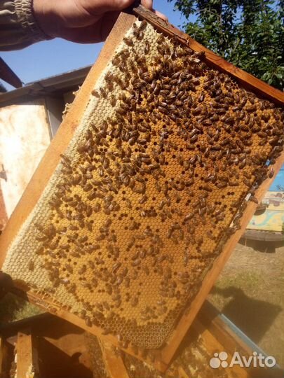 Пчеломатки Бакфаст