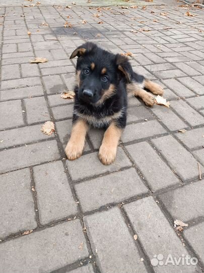 Немецкая овчарка