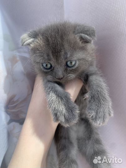 Шотландские котята