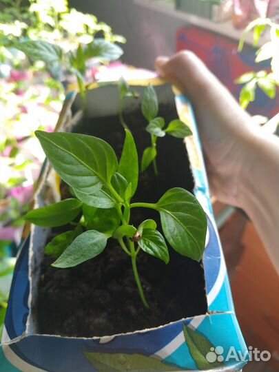 Рассада перца