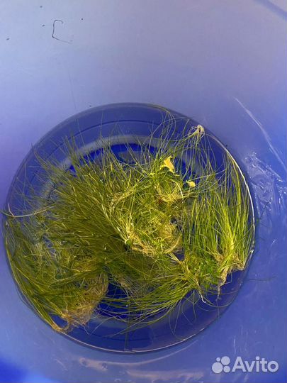 Элеохарис Парвула (ситняг)