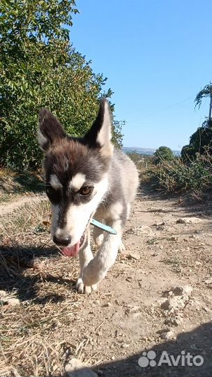 Щенки хаски бесплатно