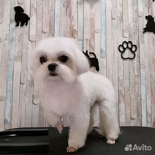 Стрижка собак. Тримминг. Груминг. Московский р-н