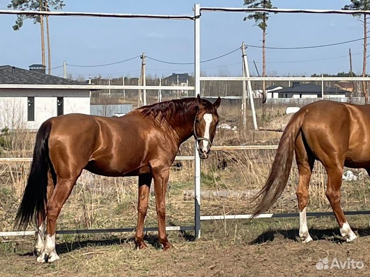 Продается жеребец