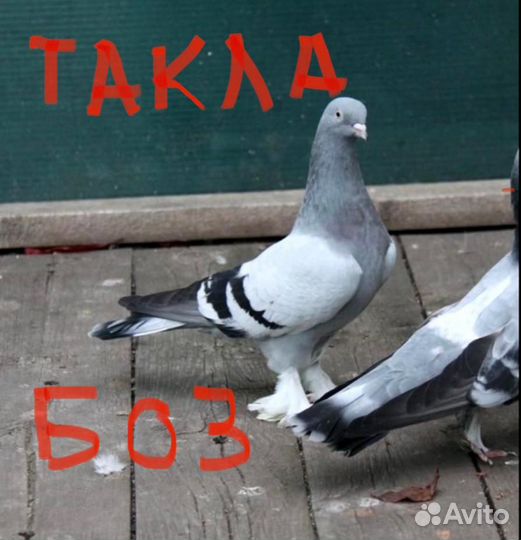 Голуби Бойные