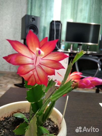 Декабрист Шлюмбергера красный