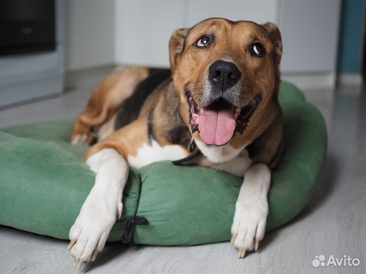 Боня ищет свою семью