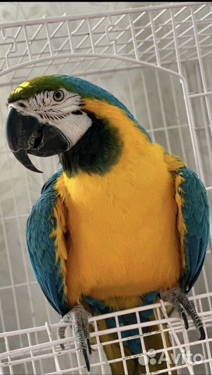 Говорящий попугай