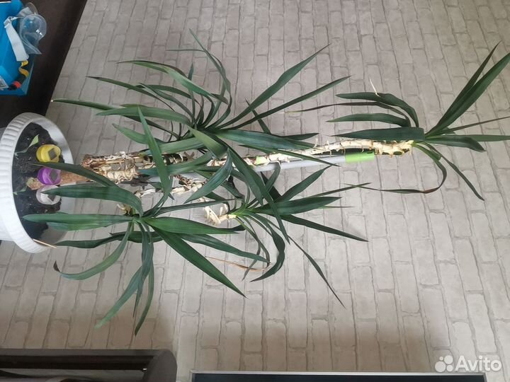 Пальма юкка