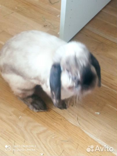 Декоративные кролики вислоухие