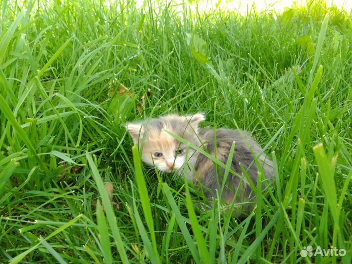 Котёнок девочка в добрые и заботливые руки