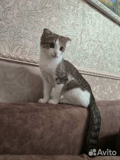 Кошки в добрые руки