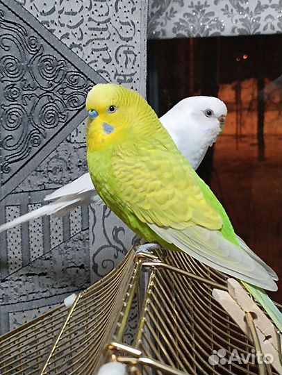 Волнистые попугаи