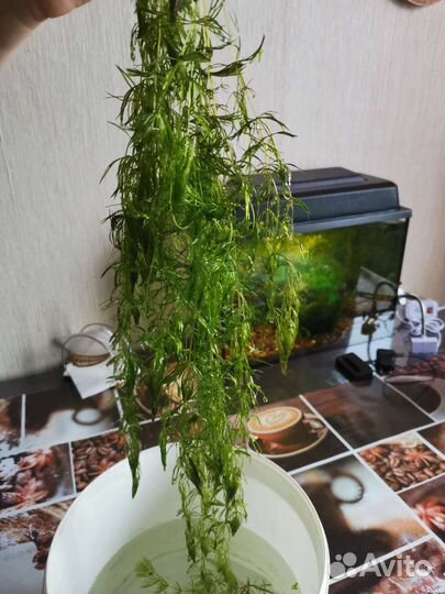 Роголистник для аквариума