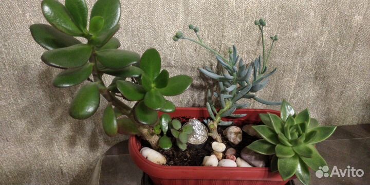 Набор суккулентов