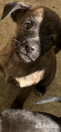 Щенки в добрые ручки