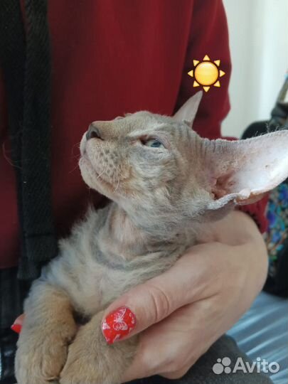 Котенок из семейства сфинксов