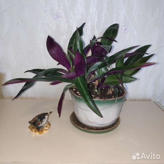 Традесканция рео целебная