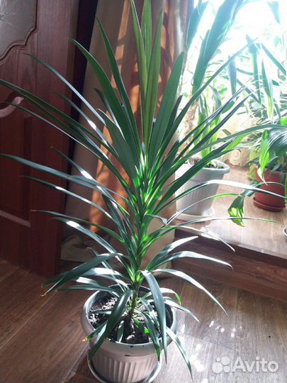 Фикус, юкка