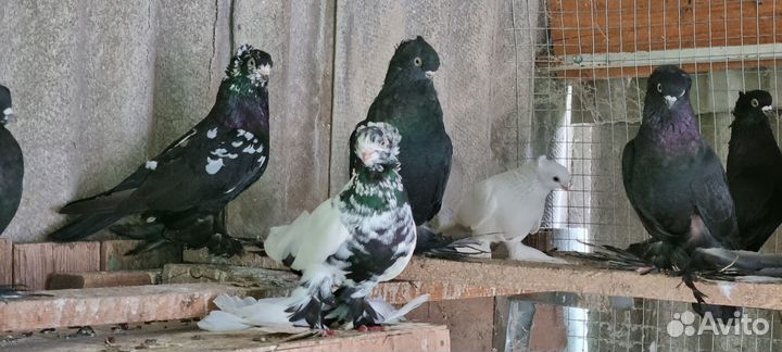 Продаю голубей