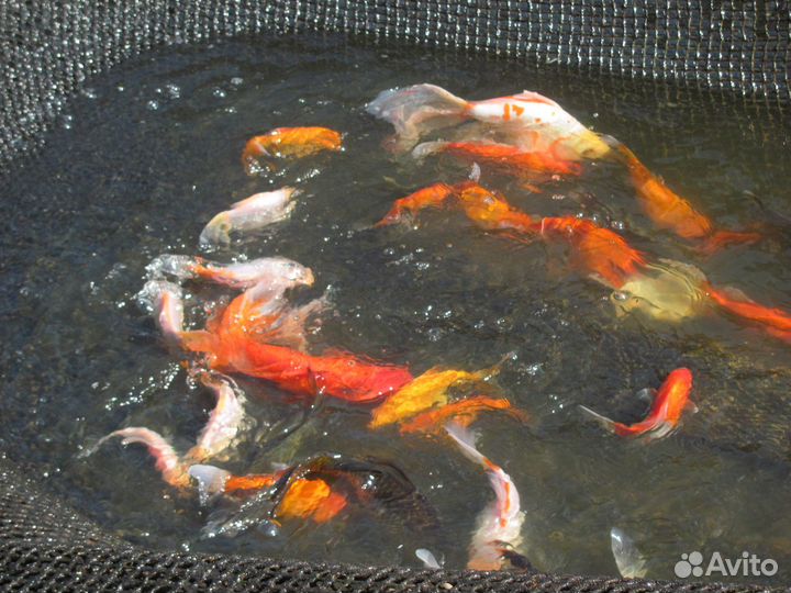 Ищу инвестора (партнера) в рыбхоз (рыба, икра)