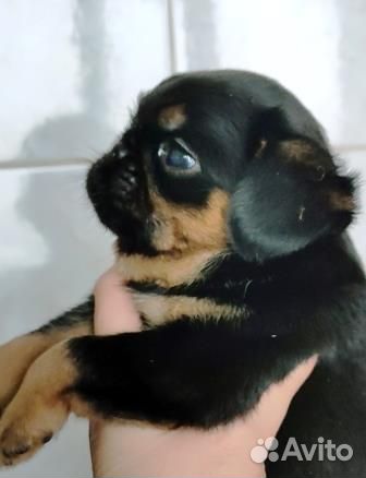 Пти брабансон щенки мальчики