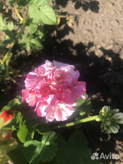 Герань (пеларгония)