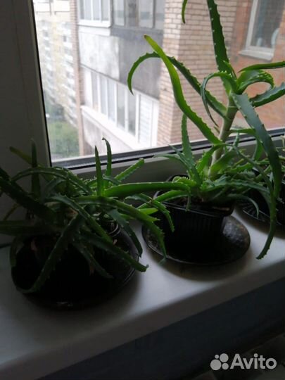 Алоэ лечебный