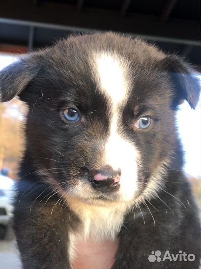 Щенки хаски в добрые руки