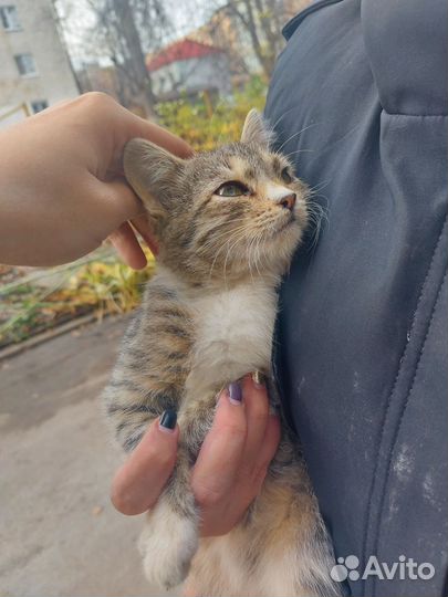 Котенок в добрые руки