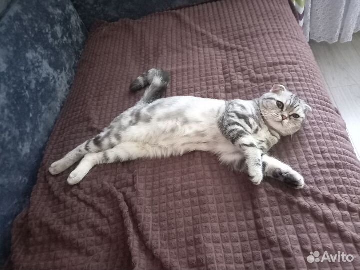 Продается кошка