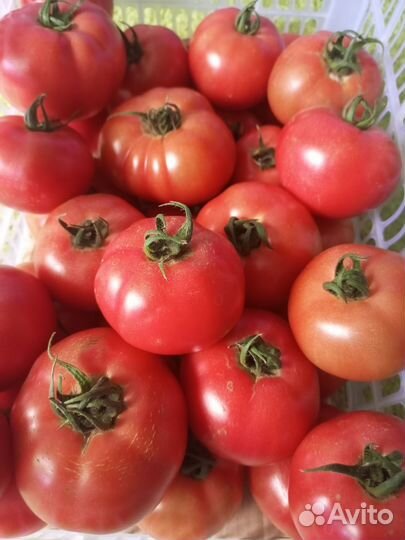 Помидоры домашние