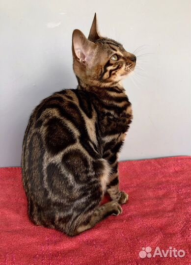 Бенгальская девочка