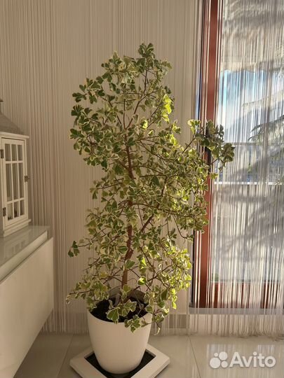 Фикус Триангулярис