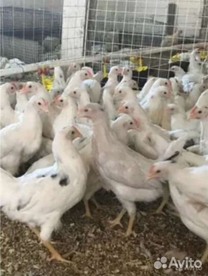 Куры молодки,Утки