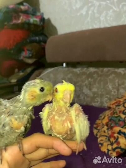 Птенцы корелла