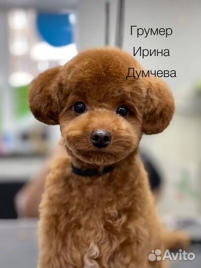 Стрижка собак и кошек