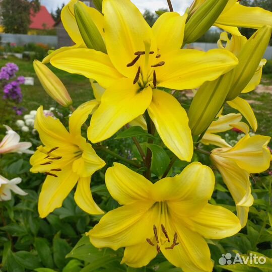 Лилейники и луковицы лилий