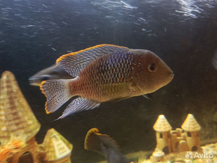 Акара бирюзовая