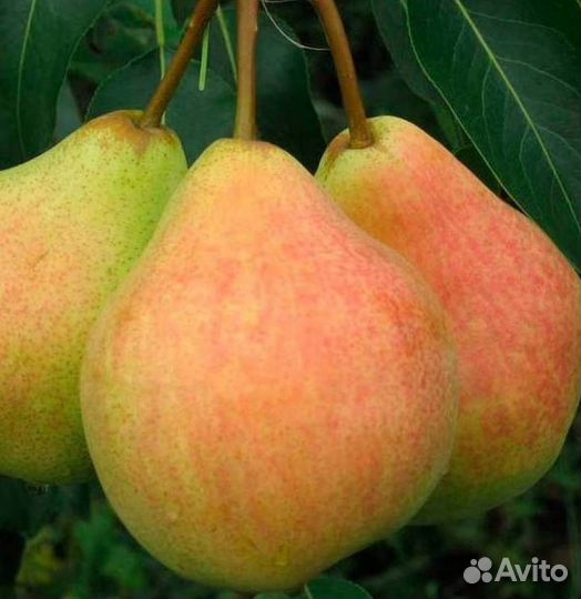 Саженцы груши Памяти Яковлева