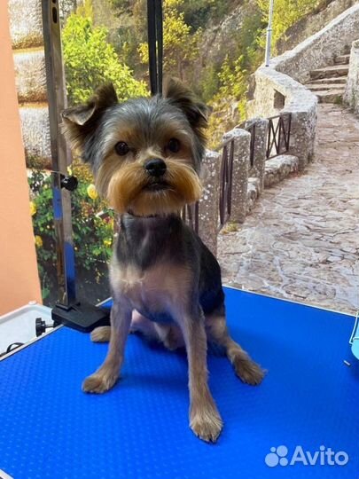 Стрижка собак и кошек